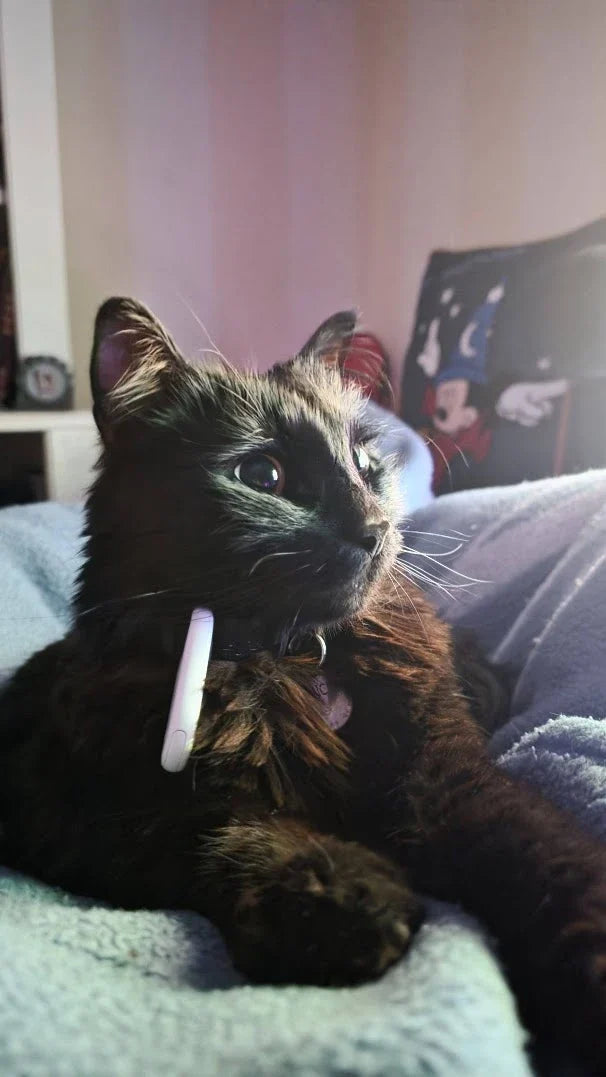 Micifú, el jefe de la tienda, un gato negro muy peludo